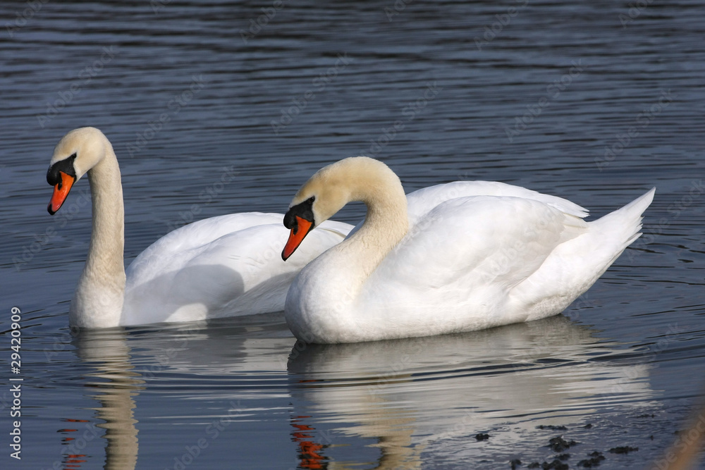 Mute Swan Cygnus olor Mute Swan Cygnus olor