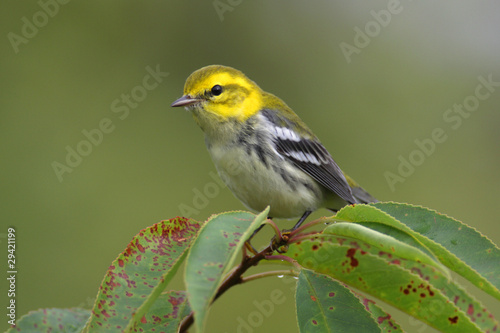 Black-throated Green Warbler photo