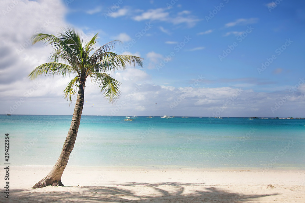 perfect tropical beach and palm tree