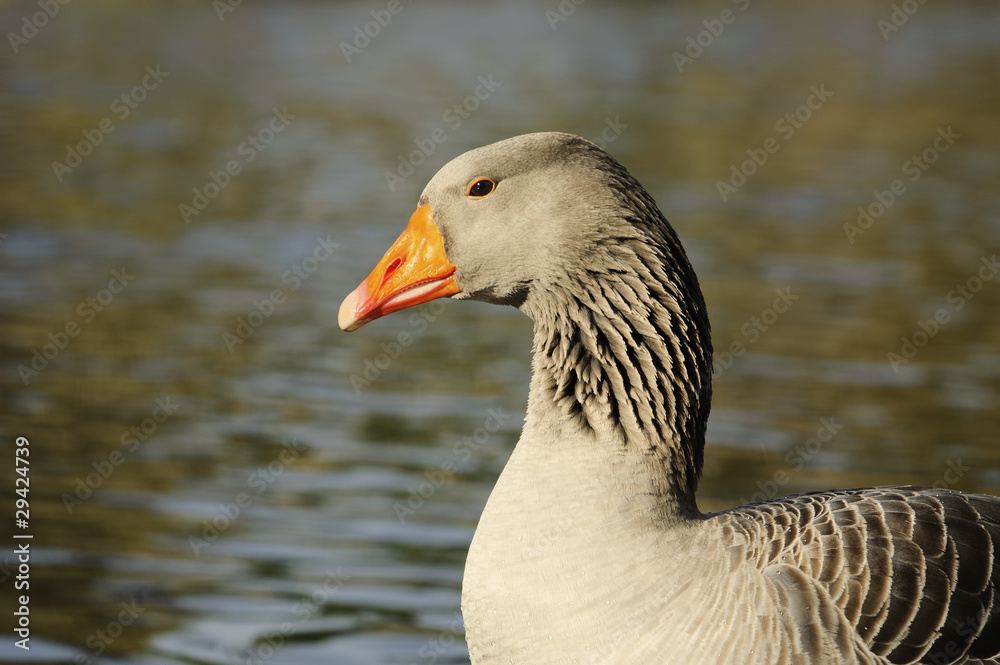 Fototapeta premium The Graylag goose swimming in a pond (Anser anser)