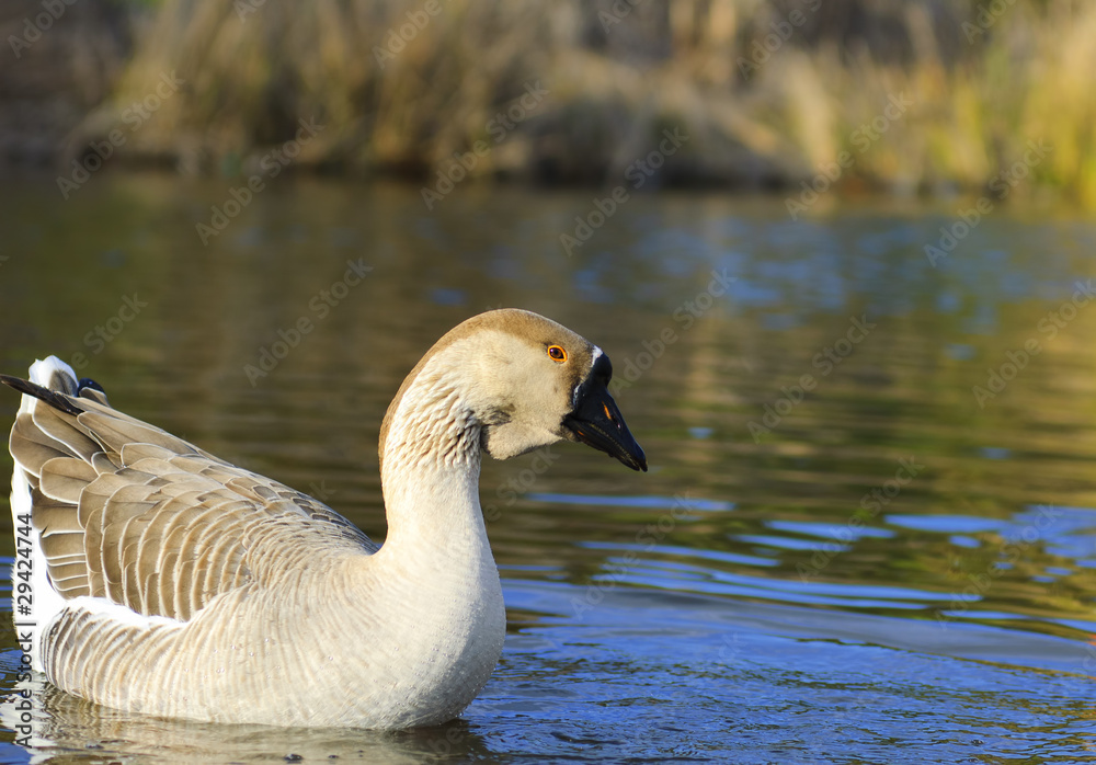 The Graylag goose swimming in a pond (Anser anser) The Graylag goose swimming in a pond (Anser anser)