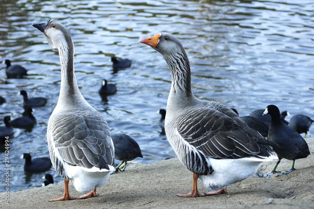 The Greylag geese (Anser anser) and American Coots (Fulica ameri The Greylag geese (Anser anser) and American Coots (Fulica ameri