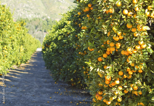 Oranges trees in a sunny day