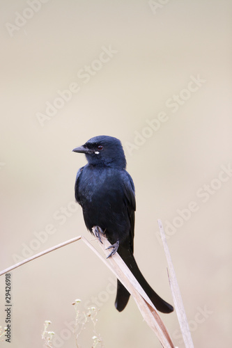 Black Drongo photo