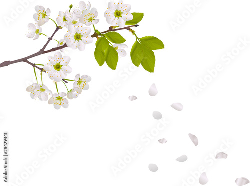 cherry tree flowers and falling petals