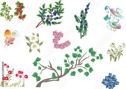 set of north plants isolated on white
