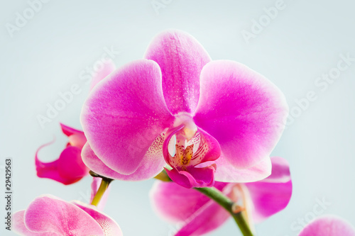 Flower  pink orchid -  phalaenopsis