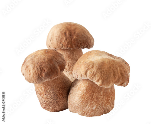 white mushroom on white background