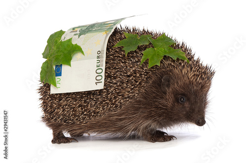 hedgehog with euro profit photo