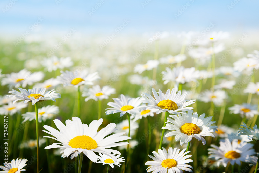 field of daisy flowers