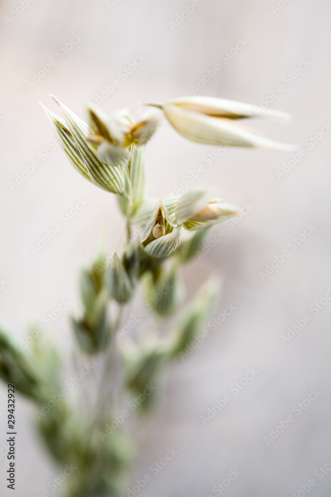 Obraz premium Oat seeds