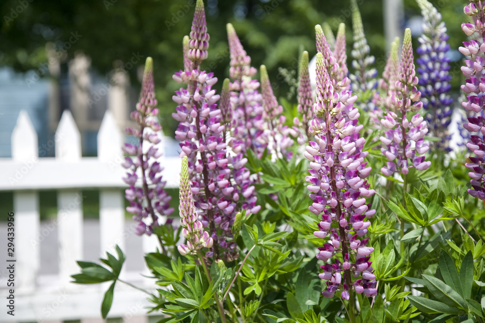 Obraz premium Lupin Garden