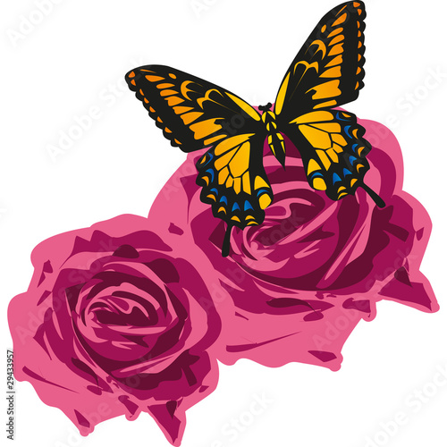 farfalla