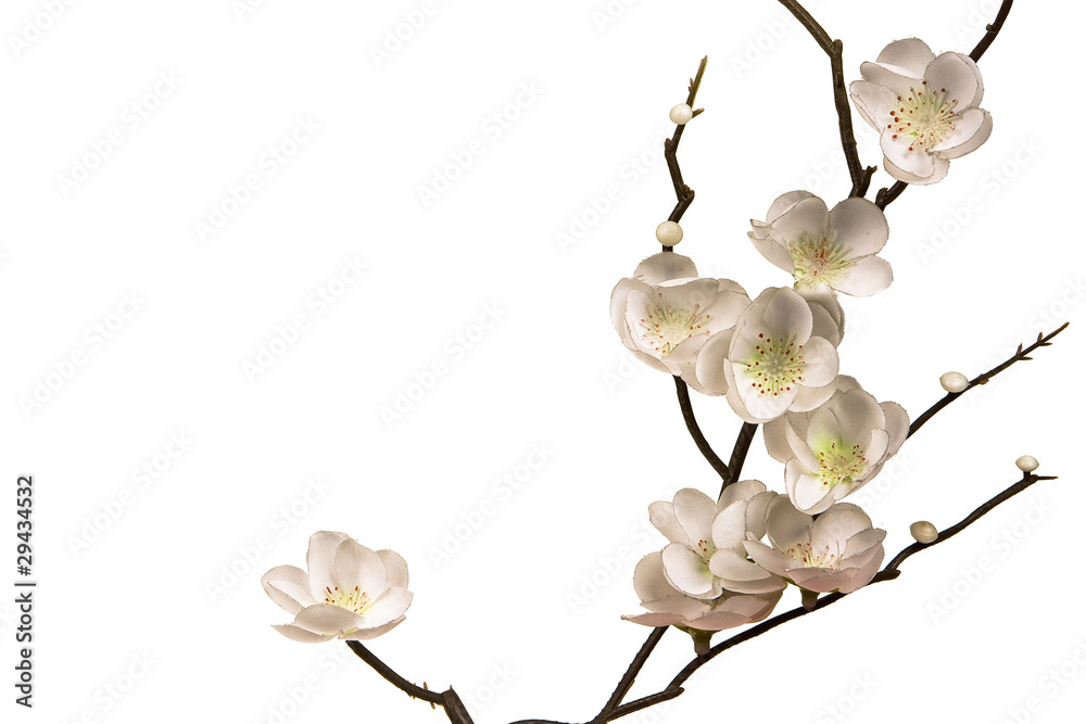 Fototapeta premium Flor 2
