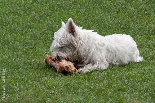Hund mit Knochen