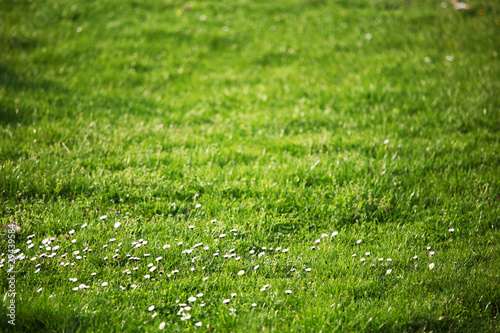 Wallpaper Mural camomiles Torontodigital.ca