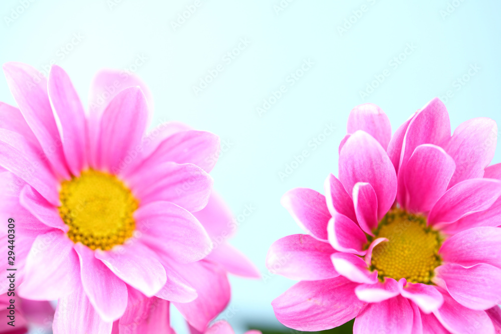 Fototapeta pink chrysanthemum