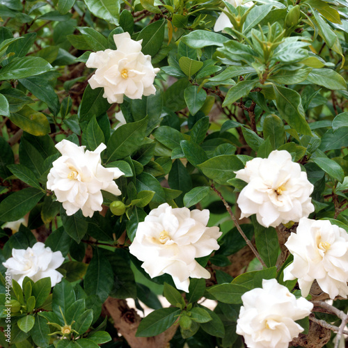 Billede på lærred Gardenie; Gardenia jasminoides;