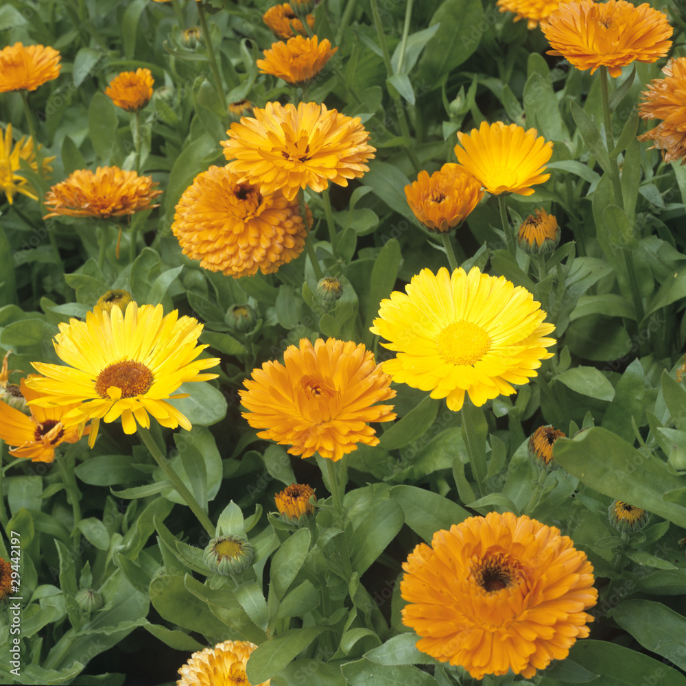 Ringelblume; Calendula Officinalis; Ringelblume; Calendula Officinalis;