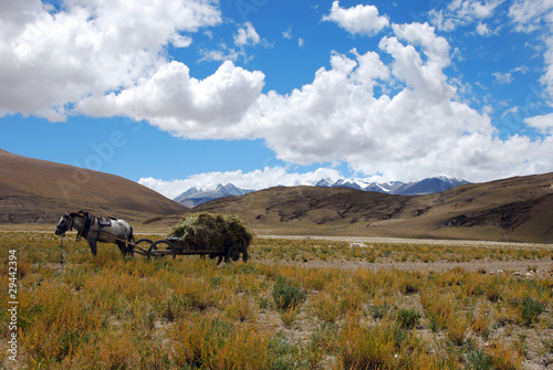 Tibetan landscape with horse