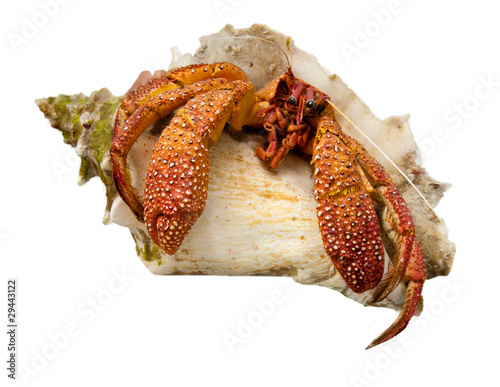 crab shell photo