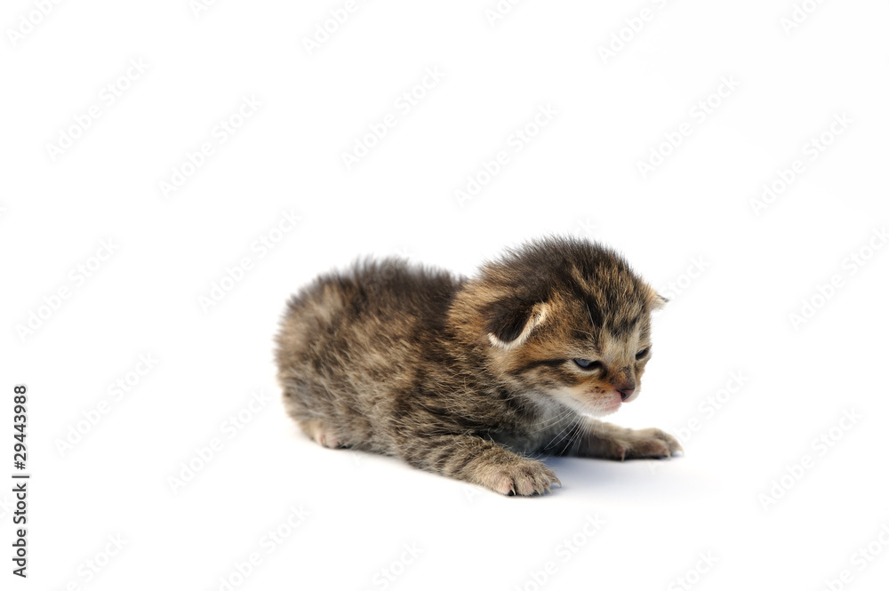 Obraz premium Kitten over white background