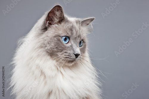 Billede på lærred Pedigree Ragdoll