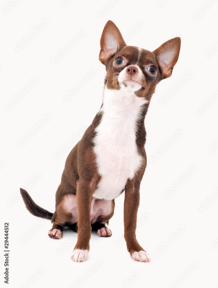 chocolate with white chihuahua dog isolated
