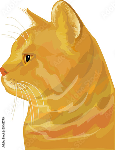 tabby kitten, vector illustration