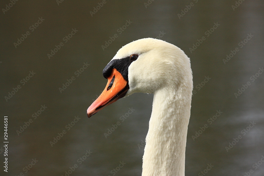 Fototapeta premium Cygne