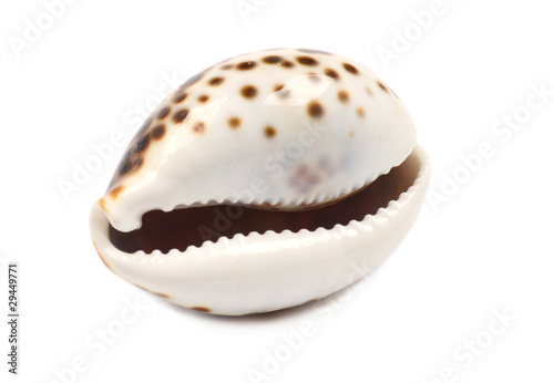 Laughing Seashell