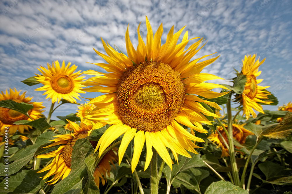 Fototapeta premium sunflower