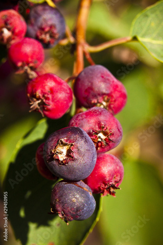Saskatoon Berries ripening in Summer
