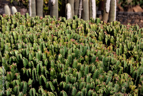 piante grasse photo