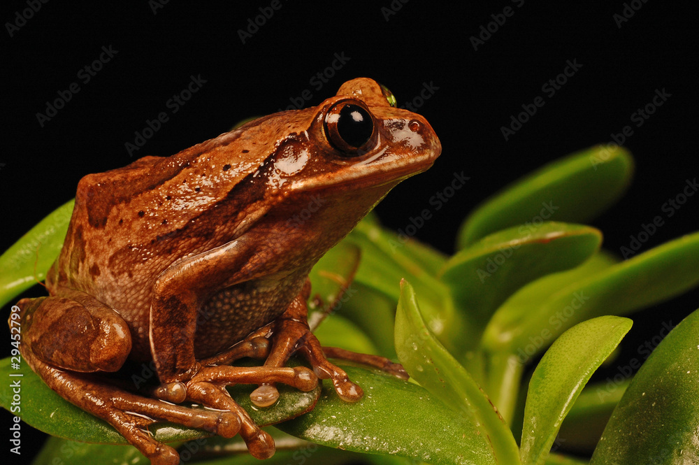 Obraz premium frog sitting on plant