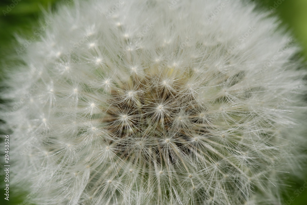 Dandelion Dandelion
