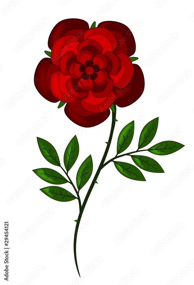 Fototapeta premium Red rose