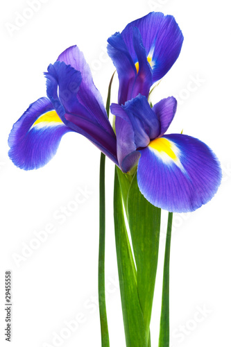 purple iris