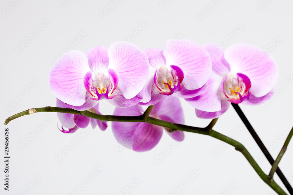 Orchidée Orchidée