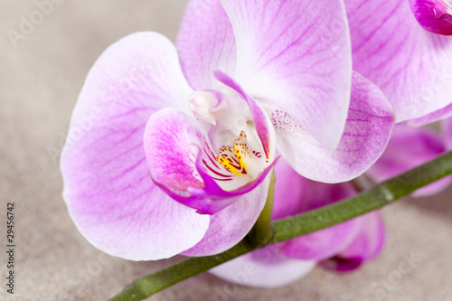 Fototapeta Naklejka Na Ścianę i Meble -  Fleur d'orchidée