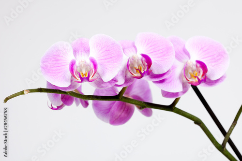 Fototapeta Naklejka Na Ścianę i Meble -  Orchidée