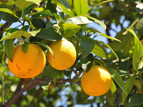 Wallpaper Mural orange Torontodigital.ca