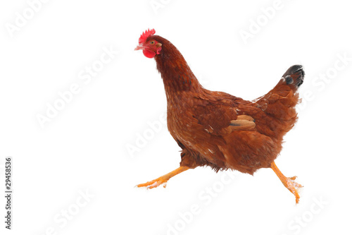 Photo Running hen - isolated
