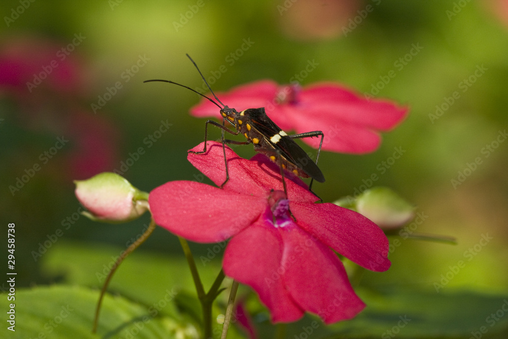 beetle on a pink flower beetle on a pink flower