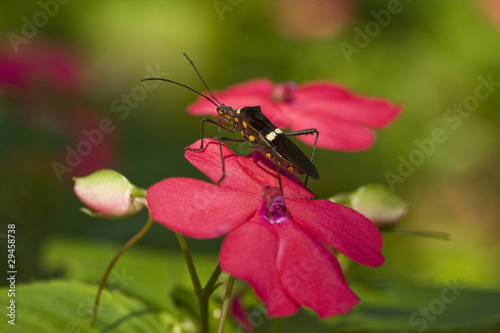 beetle on a pink flower © osnuya