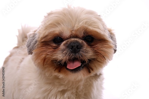 lachender kleiner Hund Shih Tzu Portrait