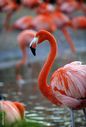 Portrait of a flamingo.