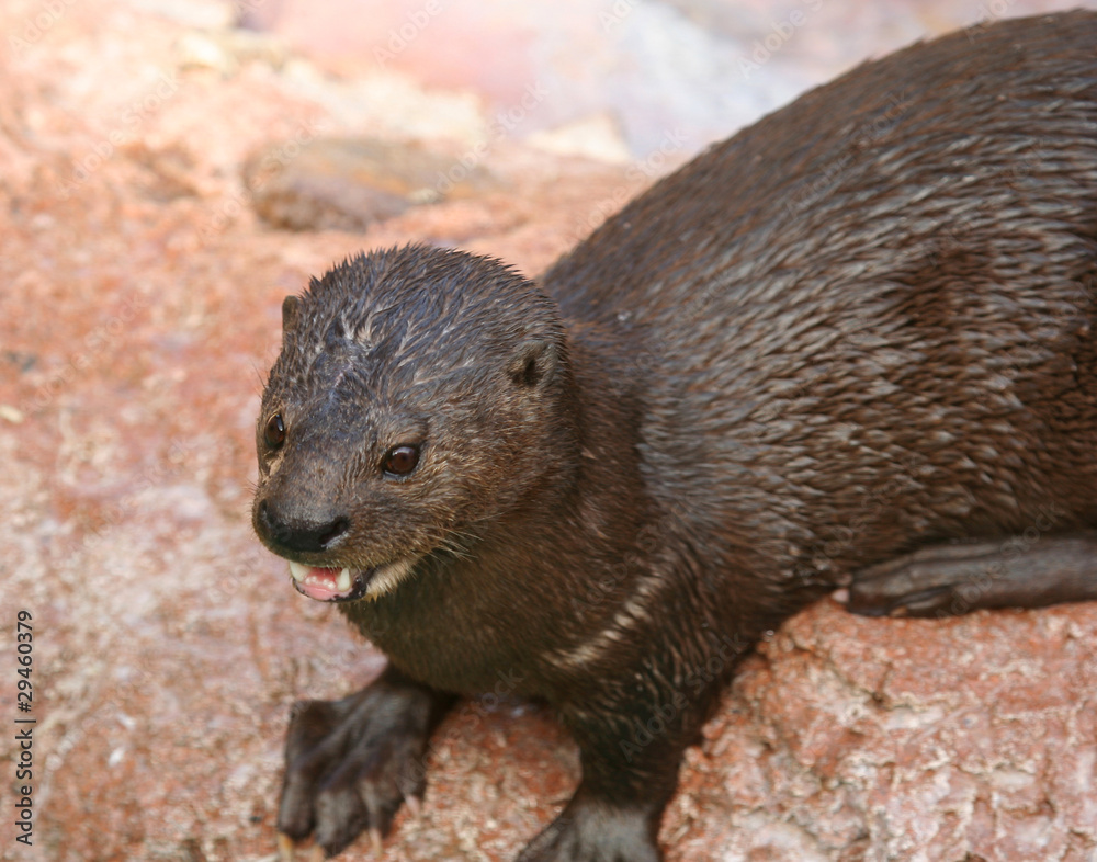 A River Otter, Lutra canadensis, Family Mustelidae A River Otter, Lutra canadensis, Family Mustelidae