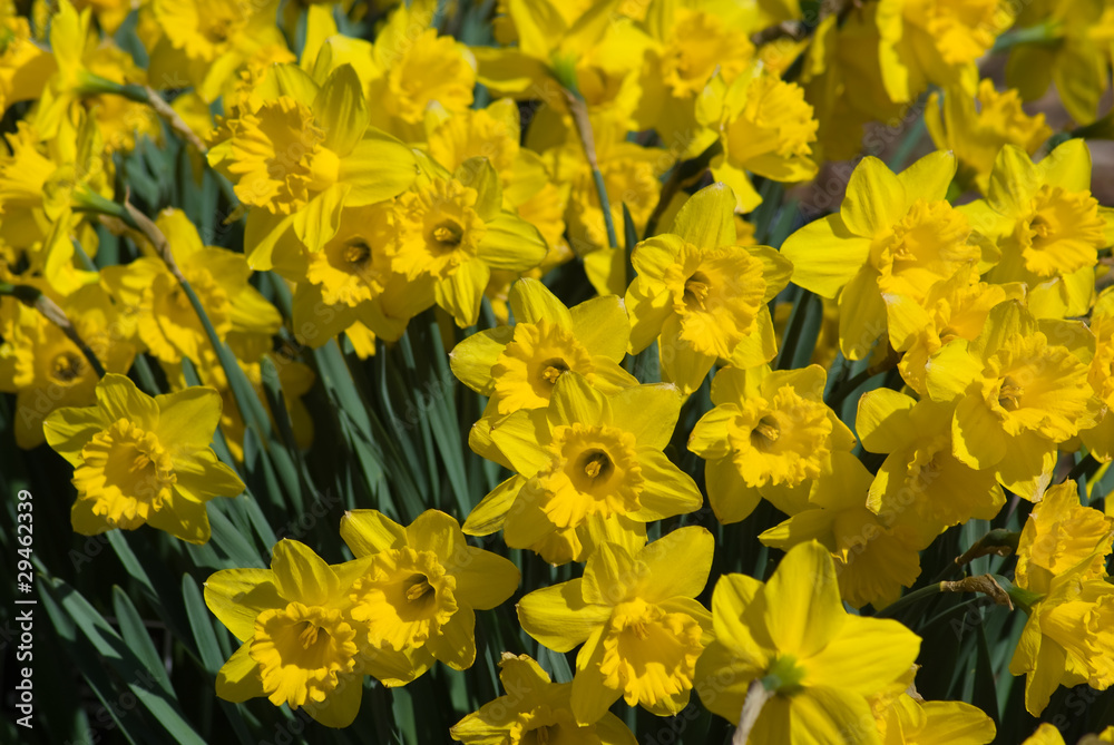Fototapeta premium Daffodil Garden