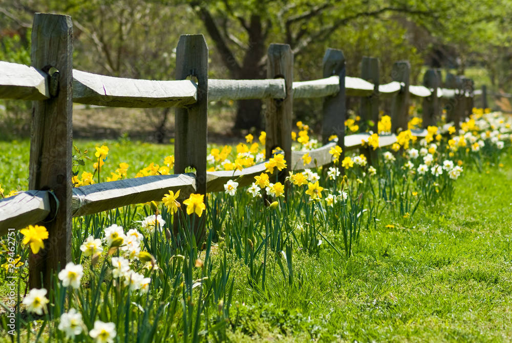 Obraz premium Daffodil Garden